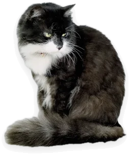 The cat cut out with no border.