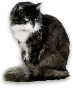 The cat with a soft drop shadow.
