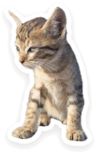 One kitten on its own, with a white border.