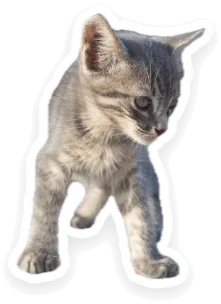 The other kitten on its own, with a white border.