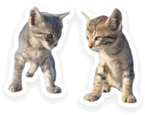 Both kittens together in one sticker, with a white border.